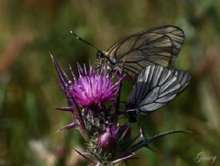 Al Beyaz (Aporia crataegi)