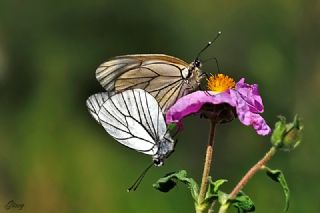 Al Beyaz (Aporia crataegi)