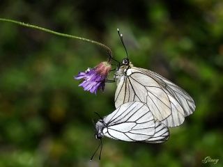 Al Beyaz (Aporia crataegi)