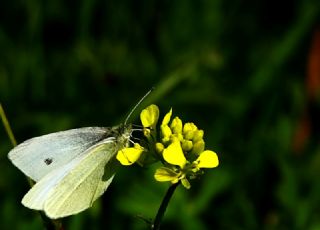 Kk Beyazmelek (Pieris rapae)