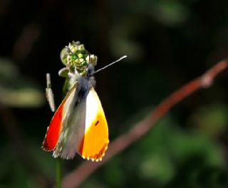 Turuncu Ssl (Anthocharis cardamines)