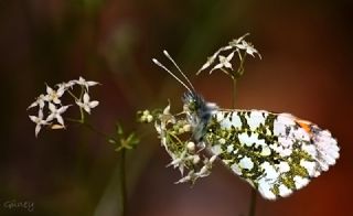 Turuncu Ssl (Anthocharis cardamines)