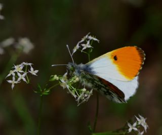 Turuncu Ssl (Anthocharis cardamines)