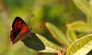 Benekli Bakr Gzeli (Lycaena phlaeas)