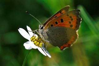 Benekli Bakr Gzeli (Lycaena phlaeas)