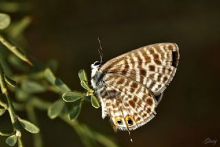 Mavi Zebra (Leptotes pirithous)