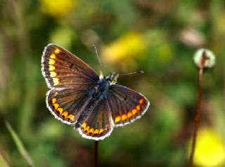 okgzl Esmer (Aricia agestis)