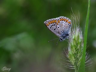 okgzl Esmer (Aricia agestis)