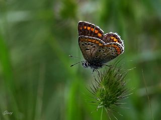 okgzl Esmer (Aricia agestis)