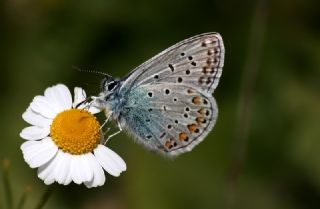 okgzl Mavi (Polyommatus icarus)