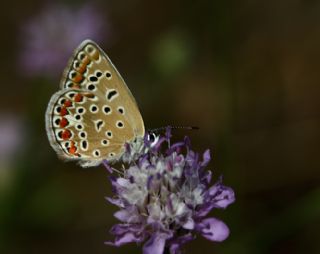 okgzl Mavi (Polyommatus icarus)