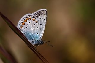 okgzl Mavi (Polyommatus icarus)