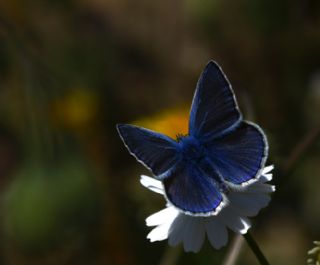 okgzl Mavi (Polyommatus icarus)