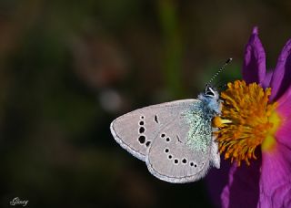 Karagz Mavisi (Glaucopsyche alexis)