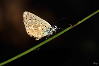 okgzl Gk Mavisi (Polyommatus bellargus)