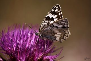 Anadolu Melikesi (Melanargia larissa)