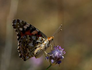 Diken Kelebei (Vanessa cardui)