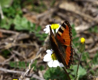 Aglais (Aglais urticae)