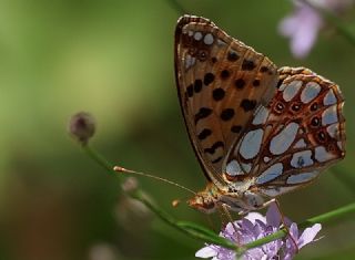 spanyol Kraliesi (Issoria lathonia)