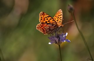 spanyol Kraliesi (Issoria lathonia)