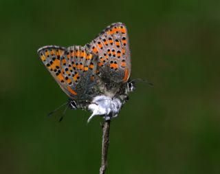 Akbes Gelincii (Tomares nesimachus)