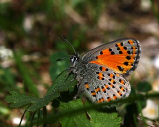Akbes Gelincii (Tomares nesimachus)