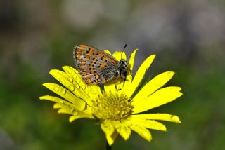 Akbes Gelincii (Tomares nesimachus)