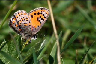 Akbes Gelincii (Tomares nesimachus)