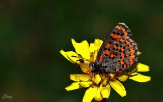 Akbes Gelincii (Tomares nesimachus)
