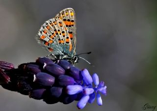 Akbes Gelincii (Tomares nesimachus)