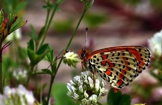 Benekli parhan (Melitaea didyma)