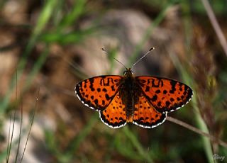 Benekli parhan (Melitaea didyma)