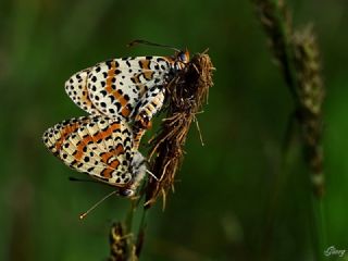 Benekli parhan (Melitaea didyma)