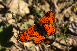 Benekli parhan (Melitaea didyma)