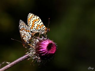 Benekli parhan (Melitaea didyma)