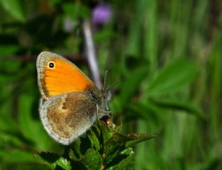 Kk Zpzp Perisi (Coenonympha pamphilus)