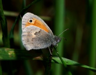 Kk Zpzp Perisi (Coenonympha pamphilus)
