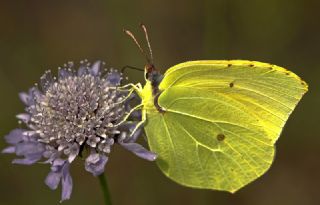 Kleopatra (Gonepteryx cleopatra)