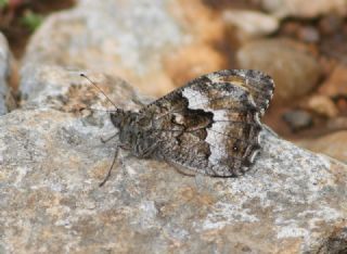Osmanl Yalanccads (Pseudochazara mamurra)