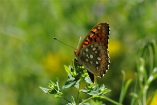 Gzel nci (Argynnis aglaja)