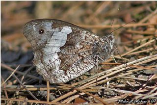 Anadolu Kzlmelei (Hipparchia pellucida)