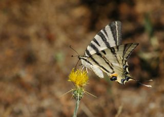 Erik Krlangkuyruk (Iphiclides podalirius)