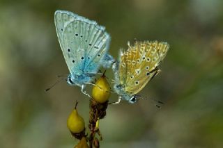 okgzl Dafnis (Polyommatus daphnis)