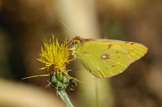 Sar Azamet (Colias croceus)