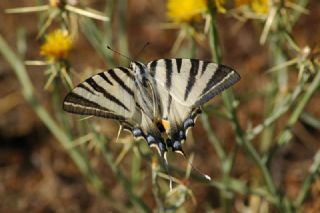 Erik Krlangkuyruk (Iphiclides podalirius)