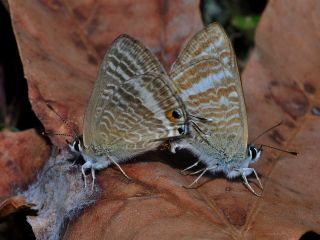 Lampides (Lampides boeticus)