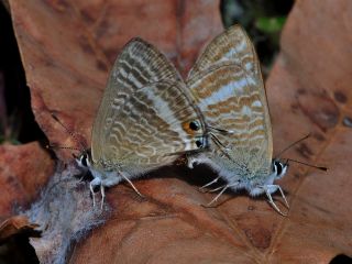 okgzl Mavi (Polyommatus icarus)