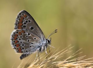 okgzl Esmer (Aricia agestis)