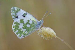 Yeni Beneklimelek (Pontia edusa)