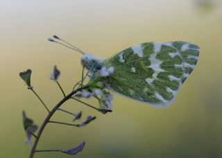 Yeni Beneklimelek (Pontia edusa)